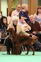 Crufts2010 1234